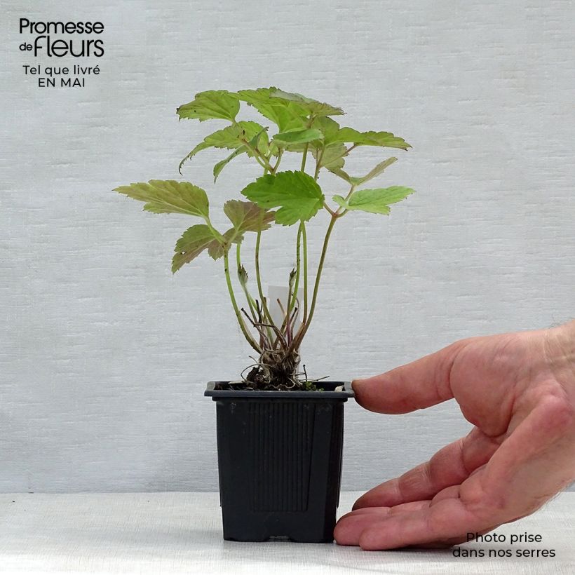 Exemplar von Anemone tomentosa Robustissima - Chinesische Herbst-Anemone Kleine Töpfe von 8/9 cm wie im Frühjahr geliefert