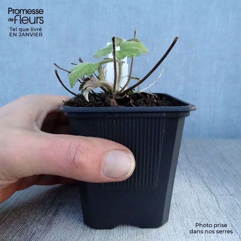 Exemplar von Anemone tomentosa Robustissima - Chinesische Herbst-Anemone Kleine Töpfe von 8/9 cm wie im Winter geliefert