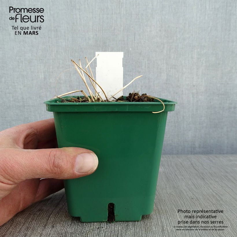 Exemplar von Anemone tomentosa Robustissima - Chinesische Herbst-Anemone Topf mit 1,5L/2L wie im Winter geliefert