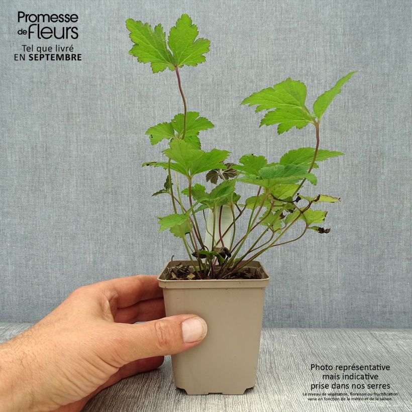 Exemplar von Anemone tomentosa Septemberglanz - Chinesische Herbst-Anemone Kleine Töpfe von 8/9 cm wie im Herbst geliefert