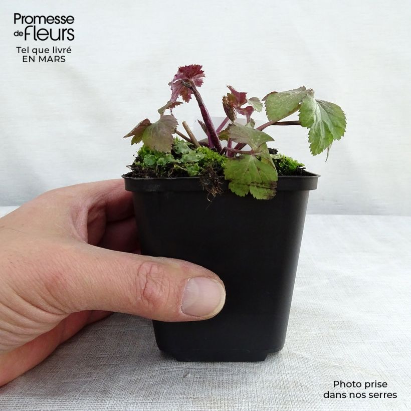 Exemplar von Anemone Dainty Swan - Herbst-Anemone Kleine Töpfe von 8/9 cm wie im Winter geliefert