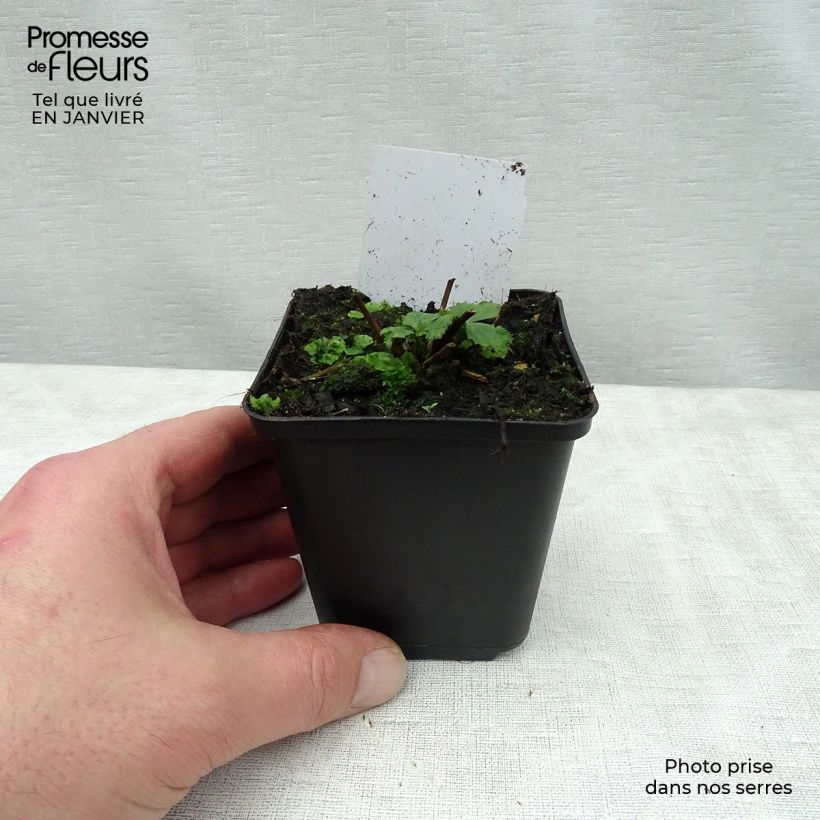 Exemplar von Anemone Elfin Swan - Herbst-Anemone Kleine Töpfe von 8/9 cm wie im Winter geliefert