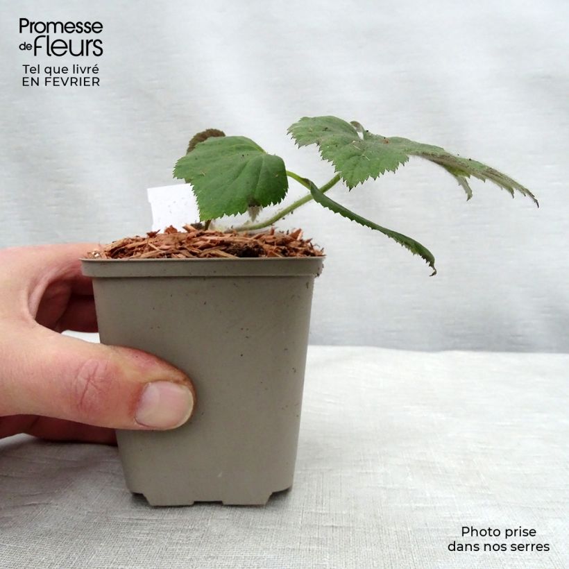 Exemplar von Anemone hupehensis var.japonica Tiki Sensation - Chinesische Herbst-Anemone Kleine Töpfe von 8/9 cm wie im Winter geliefert