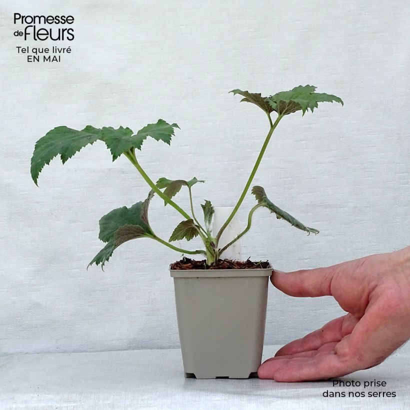 Exemplar von Anemone hupehensis var.japonica Tiki Sensation - Chinesische Herbst-Anemone Kleine Töpfe von 8/9 cm wie im Frühjahr geliefert