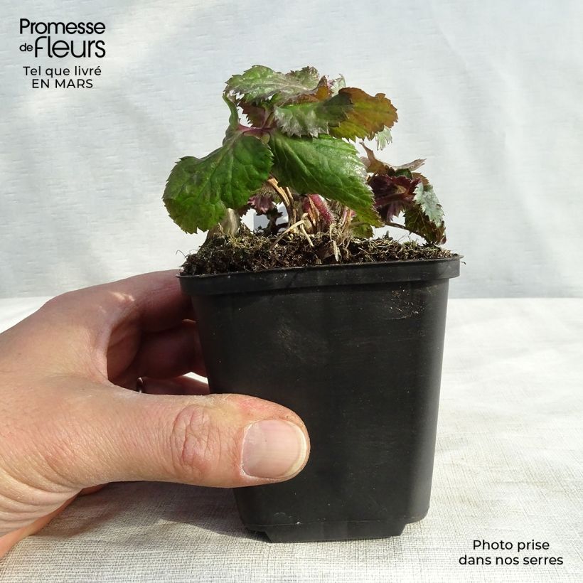 Exemplar von Anemone Dreaming Swan - Herbst-Anemone Kleine Töpfe von 8/9 cm wie im Winter geliefert