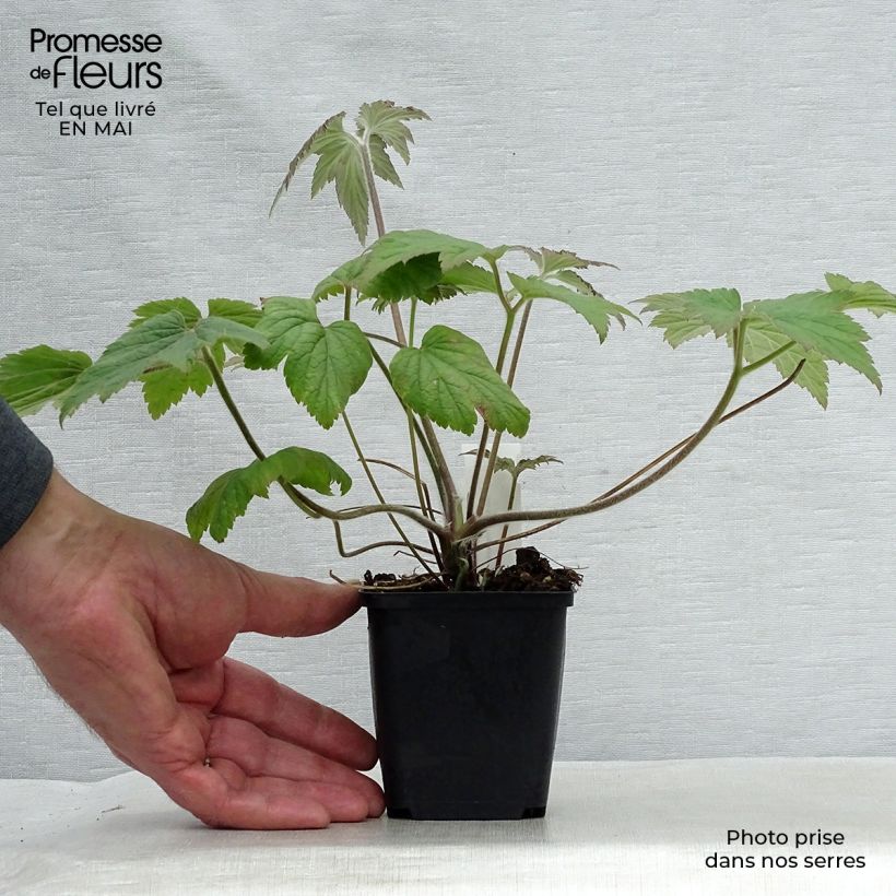 Exemplar von Anemone Hadspen Abundance - Japan-Herbst-Anemone Kleine Töpfe von 8/9 cm wie im Frühjahr geliefert