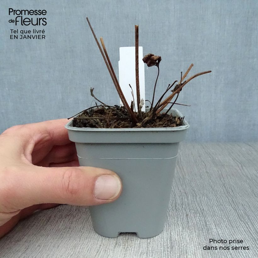 Exemplar von Anemone Hadspen Abundance - Japan-Herbst-Anemone Kleine Töpfe von 8/9 cm wie im Winter geliefert