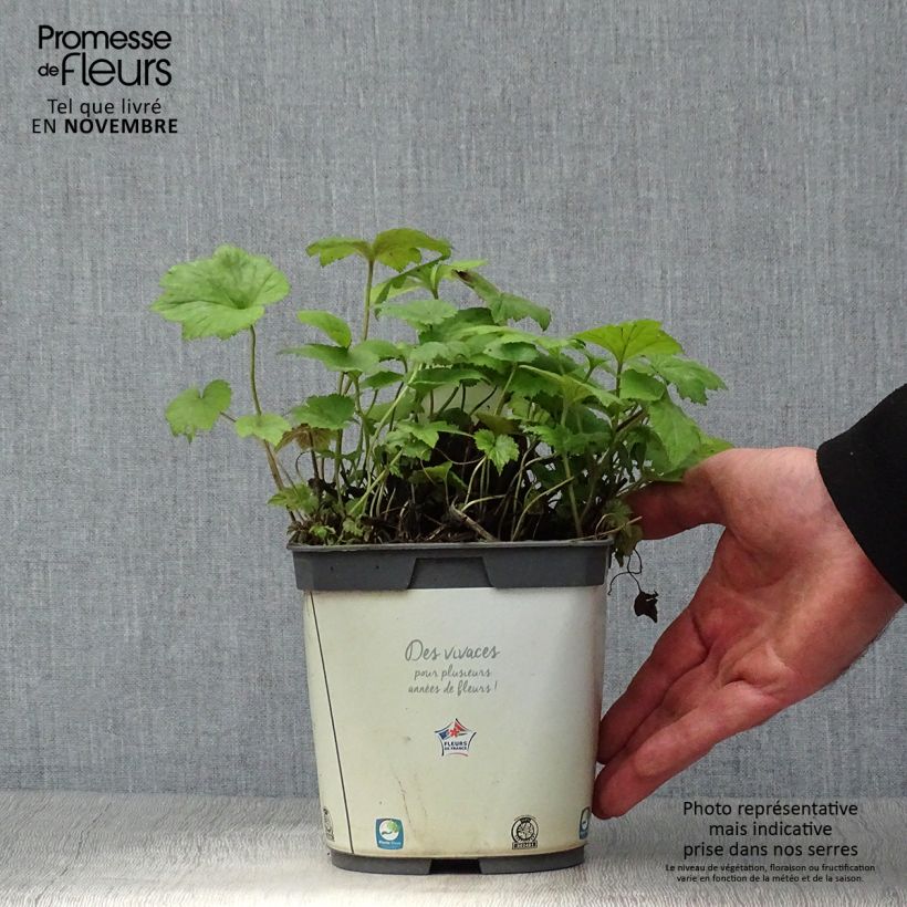 Exemplar von Anemone Honorine Jobert - Japan-Herbst-Anemone Topf mit 2L/3L wie im Herbst geliefert