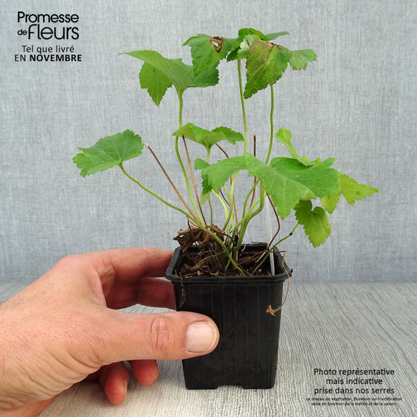Exemplar von Anemone Honorine Jobert - Japan-Herbst-Anemone Kleine Töpfe von 8/9 cm wie im Herbst geliefert