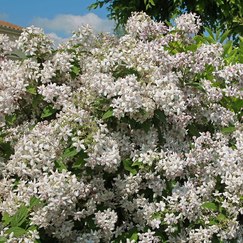 Deutzia Mont Rose - Rosendeutzie (Hafen)