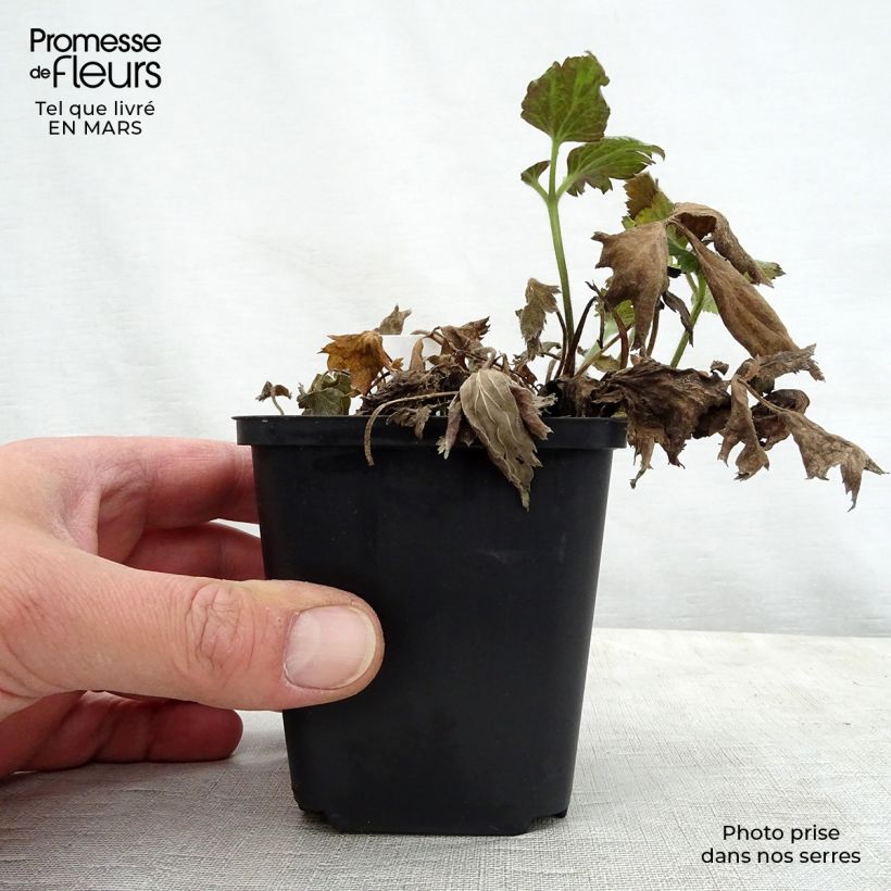 Exemplar von Anemone Pretty Lady Susan - Japan-Herbst-Anemone Kleine Töpfe von 8/9 cm wie im Frühjahr geliefert