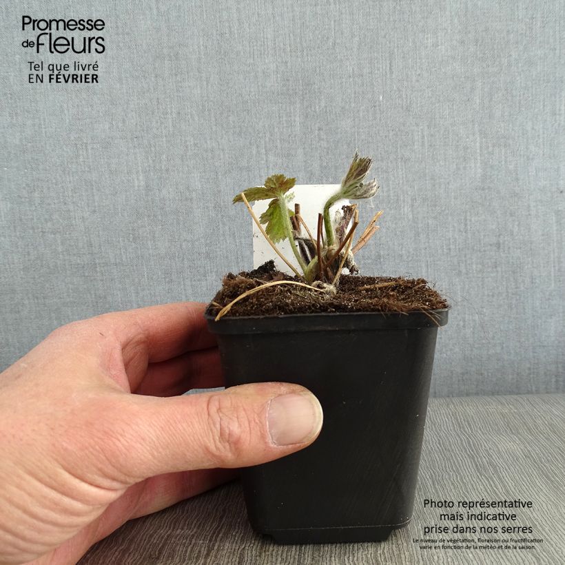 Exemplar von Anemone Regal Swan - Herbst-Anemone Kleine Töpfe von 8/9 cm wie im Winter geliefert