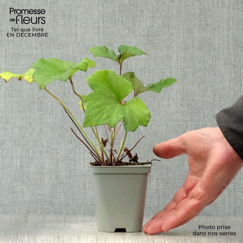 Exemplar von Anemone Richard Ahrens - Japan-Herbst-Anemone Kleine Töpfe von 8/9 cm wie im Winter geliefert