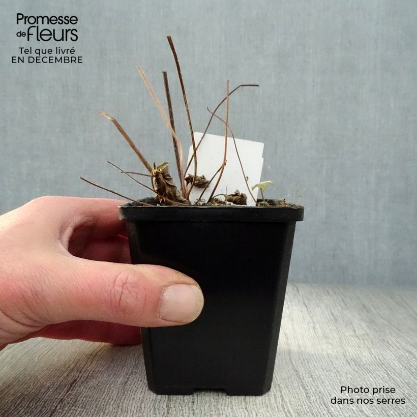 Exemplar von Anemone hupehensis September Charm - Chinesische Herbst-Anemone Kleine Töpfe von 8/9 cm wie im Winter geliefert