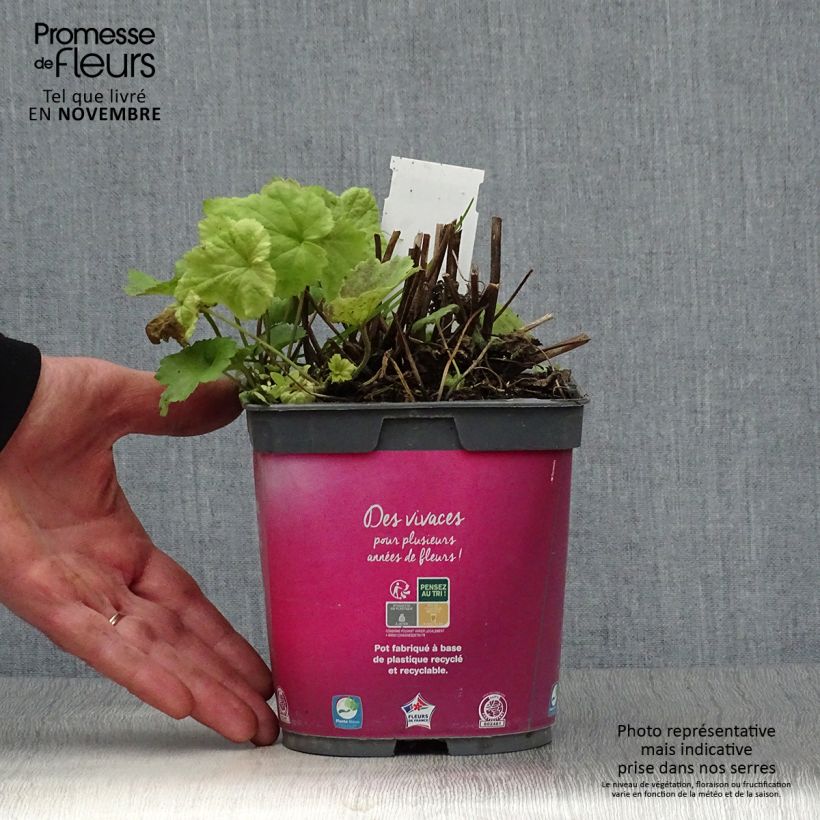 Exemplar von Anemone hupehensis September Charm - Chinesische Herbst-Anemone Topf mit 2L/3L wie im Herbst geliefert