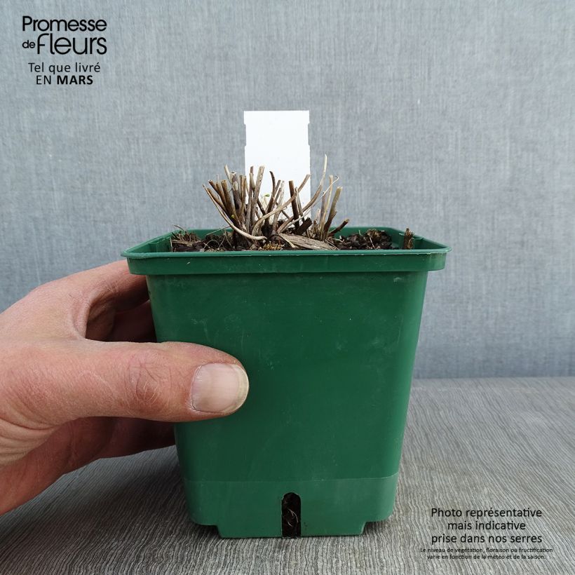 Exemplar von Anemone Whirlwind - Japan-Herbst-Anemone Topf mit 1,5L/2L wie im Winter geliefert