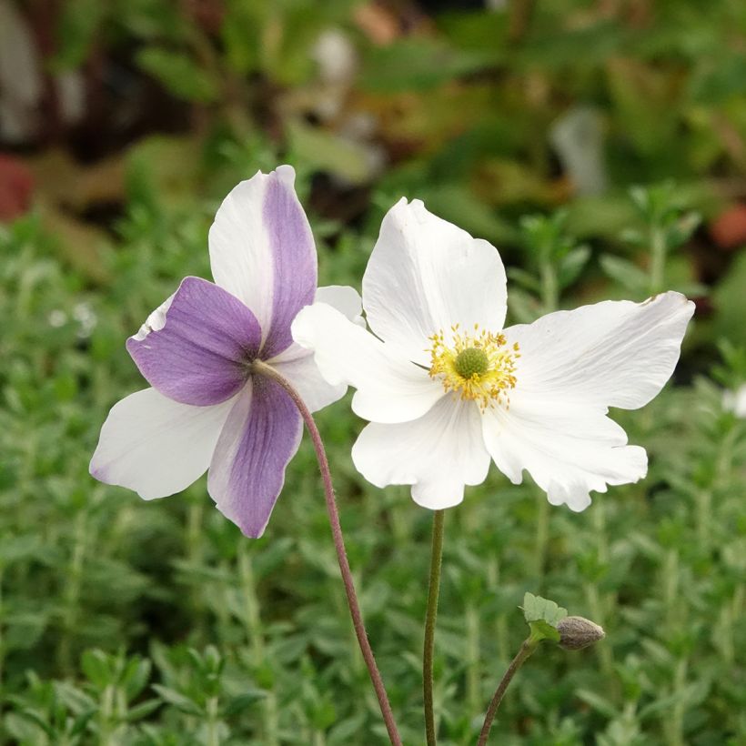 Anemone Wild Swan - Japan-Herbst-Anemone (Blüte)