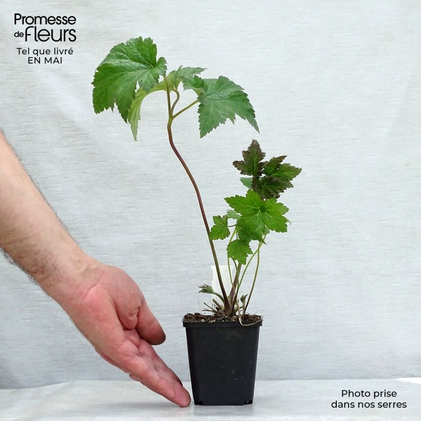 Exemplar von Anemone Serenade - Japan-Herbst-Anemone Kleine Töpfe von 8/9 cm wie im Frühjahr geliefert