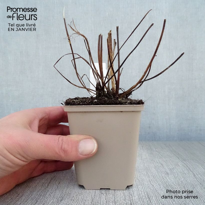 Exemplar von Anemone Serenade - Japan-Herbst-Anemone Kleine Töpfe von 8/9 cm wie im Winter geliefert