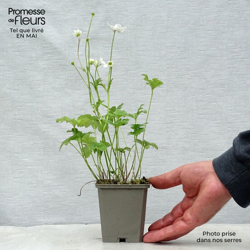 Exemplar von Anemone leveillei - Chinesisches Sommer-Windröschen Kleine Töpfe von 8/9 cm wie im Frühjahr geliefert