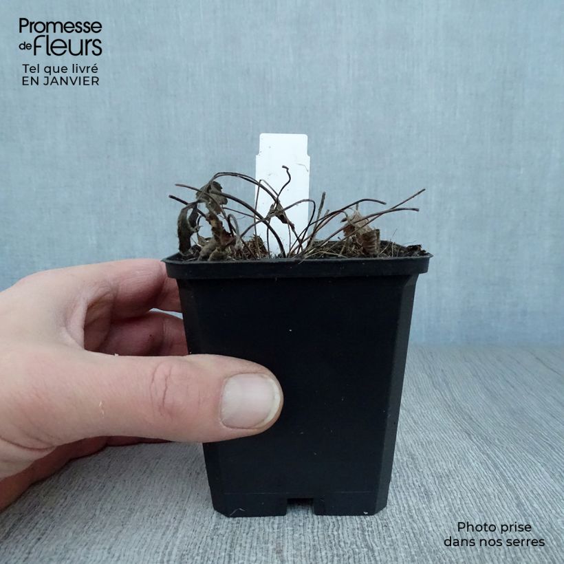 Exemplar von Anemone leveillei - Chinesisches Sommer-Windröschen Kleine Töpfe von 8/9 cm wie im Winter geliefert