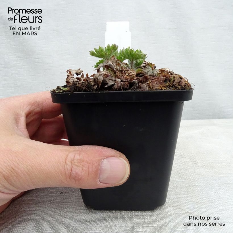 Exemplar von Anemone multifida Major - Frühsommer-Windröschen Kleine Töpfe von 8/9 cm wie im Frühjahr geliefert