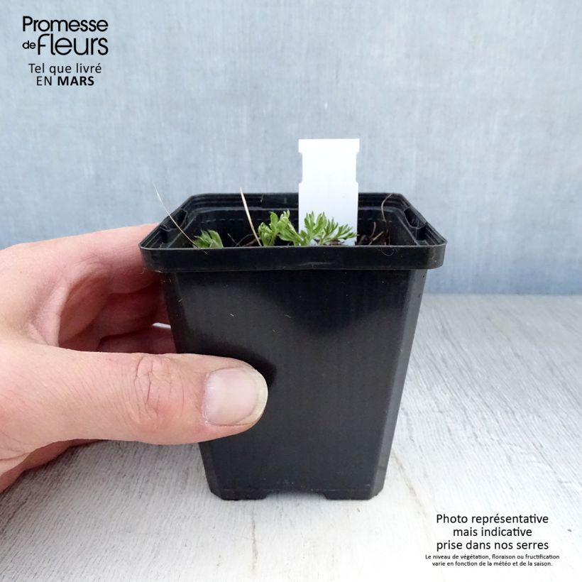 Exemplar von Anemone multifida Rosea - Frühsommer-Windröschen Kleine Töpfe von 8/9 cm wie im Frühjahr geliefert