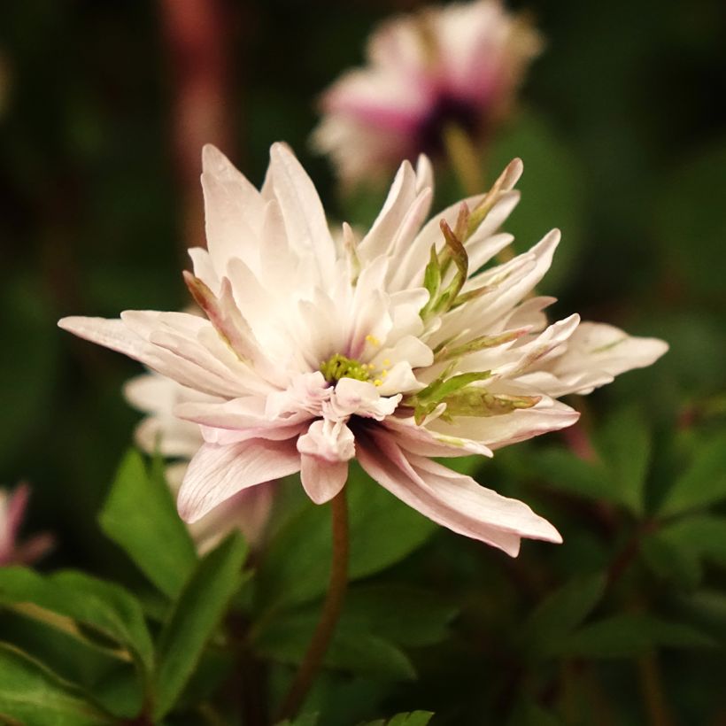 Anemone nemorosa Blue Eyes - Busch-Windröschen (Blüte)