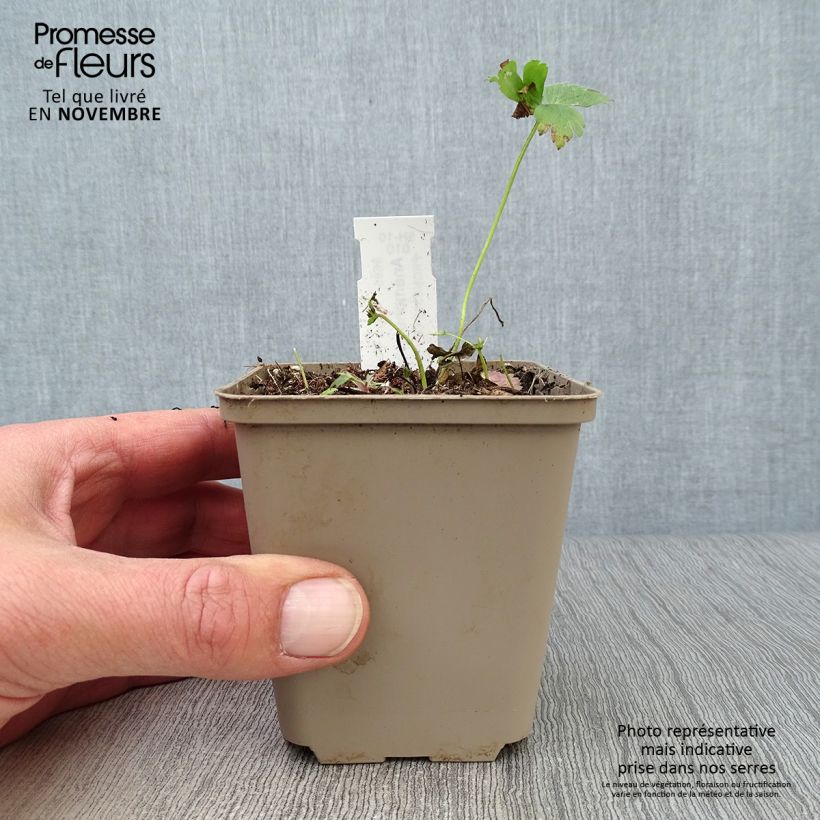 Exemplar von Großes Windröschen - Anemone sylvestris Kleine Töpfe von 8/9 cm wie im Herbst geliefert