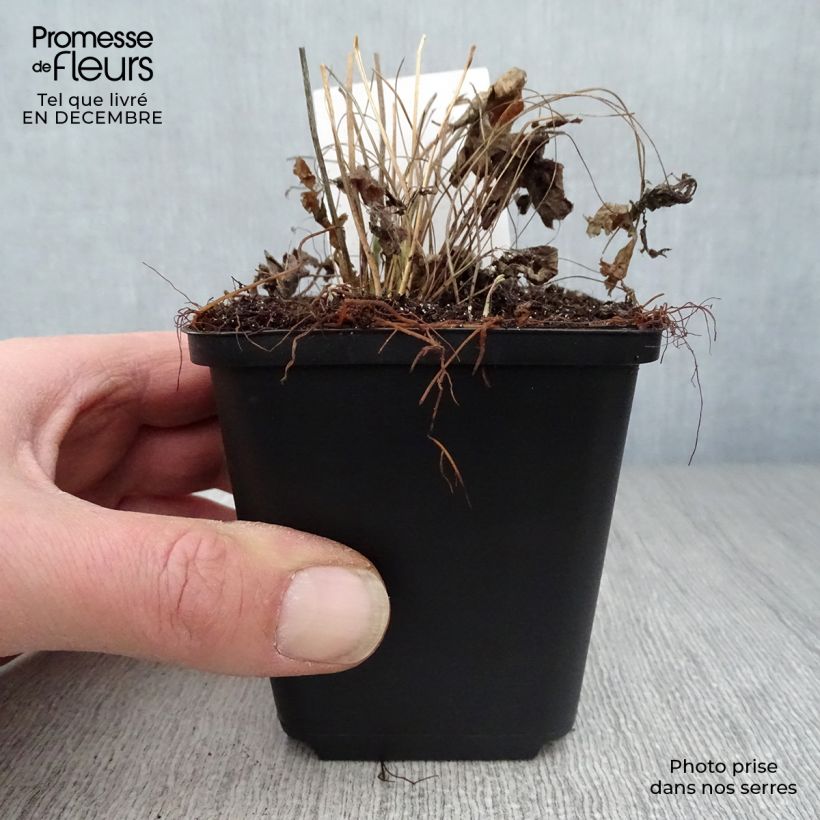 Exemplar von Großes Windröschen - Anemone sylvestris Kleine Töpfe von 8/9 cm wie im Winter geliefert