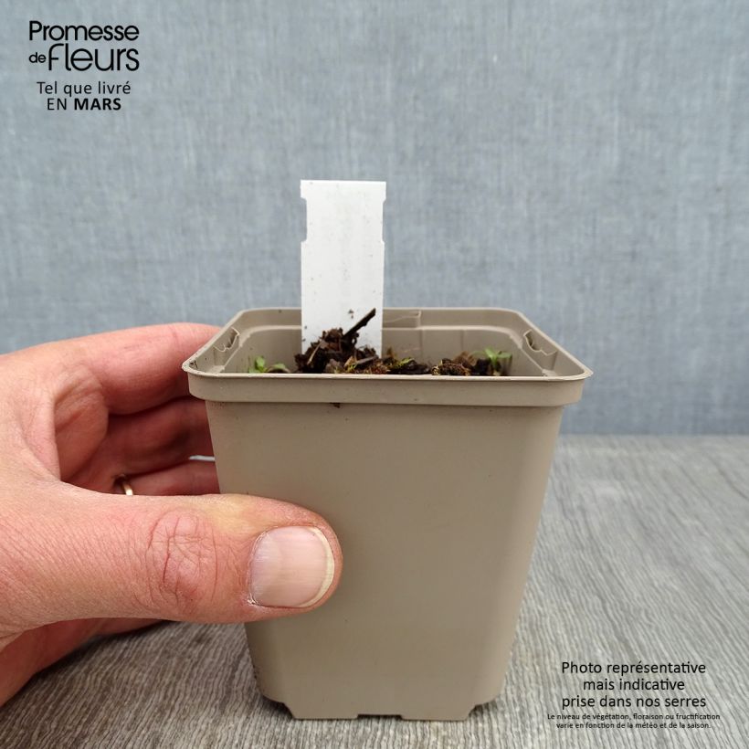 Exemplar von Anemonella thalictroides - Raute-Anemone Kleine Töpfe von 8/9 cm wie im Winter geliefert