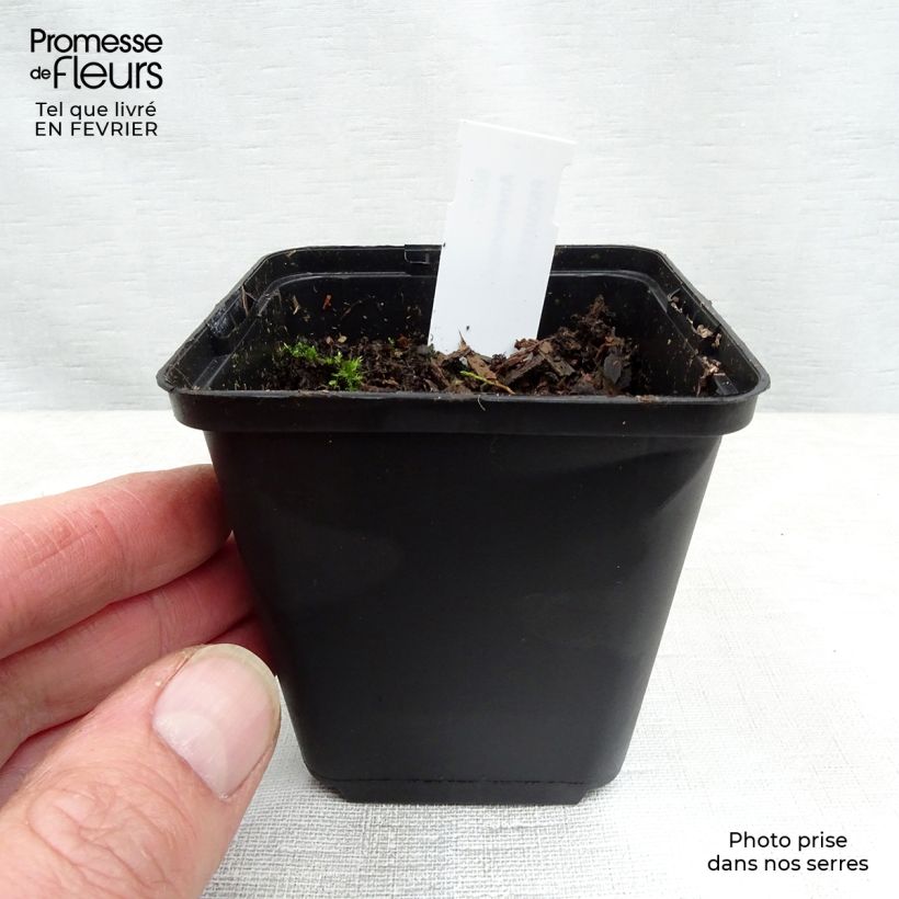 Exemplar von Anemonopsis macrophylla - Scheinanemone Kleine Töpfe von 8/9 cm wie im Winter geliefert