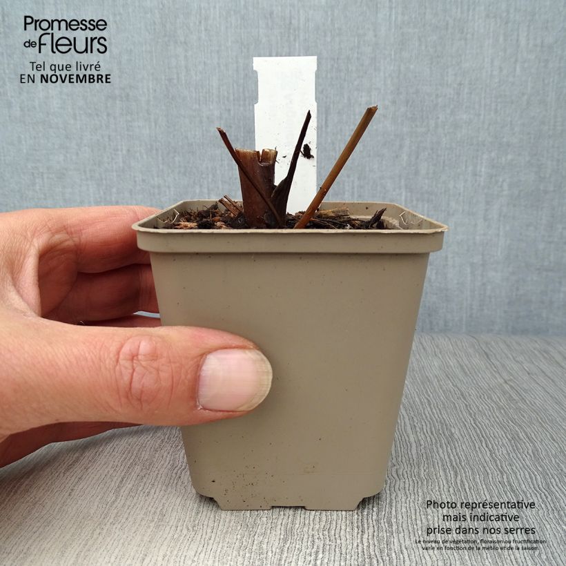 Exemplar von Angelica gigas - koreanische Engelwurz Kleine Töpfe von 8/9 cm wie im Herbst geliefert