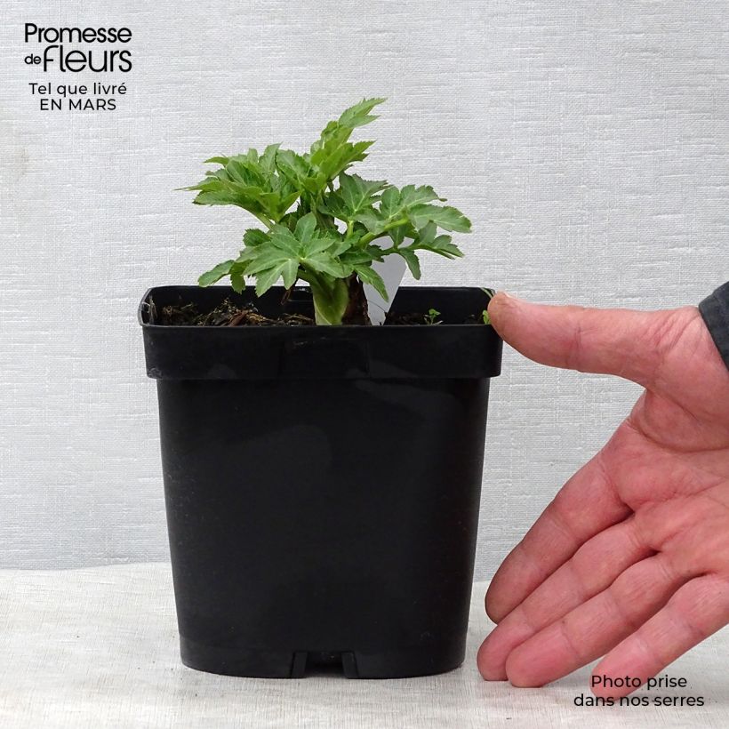 Exemplar von Angelica gigas - koreanische Engelwurz Topf mit 2L/3L wie im Frühjahr geliefert