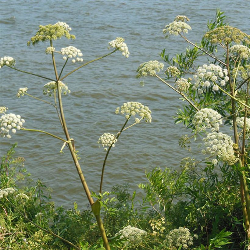 Angelica heterocarpa - Verschiedenfrüchtige Engelwurz (Blüte)