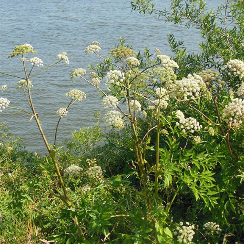 Angelica heterocarpa - Verschiedenfrüchtige Engelwurz (Hafen)