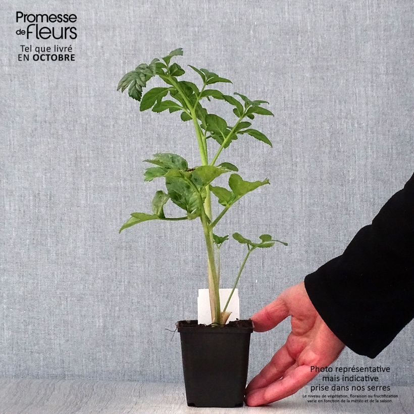 Exemplar von Angelica pachycarpa - Iberische Engelwurz Kleine Töpfe von 8/9 cm wie im Herbst geliefert
