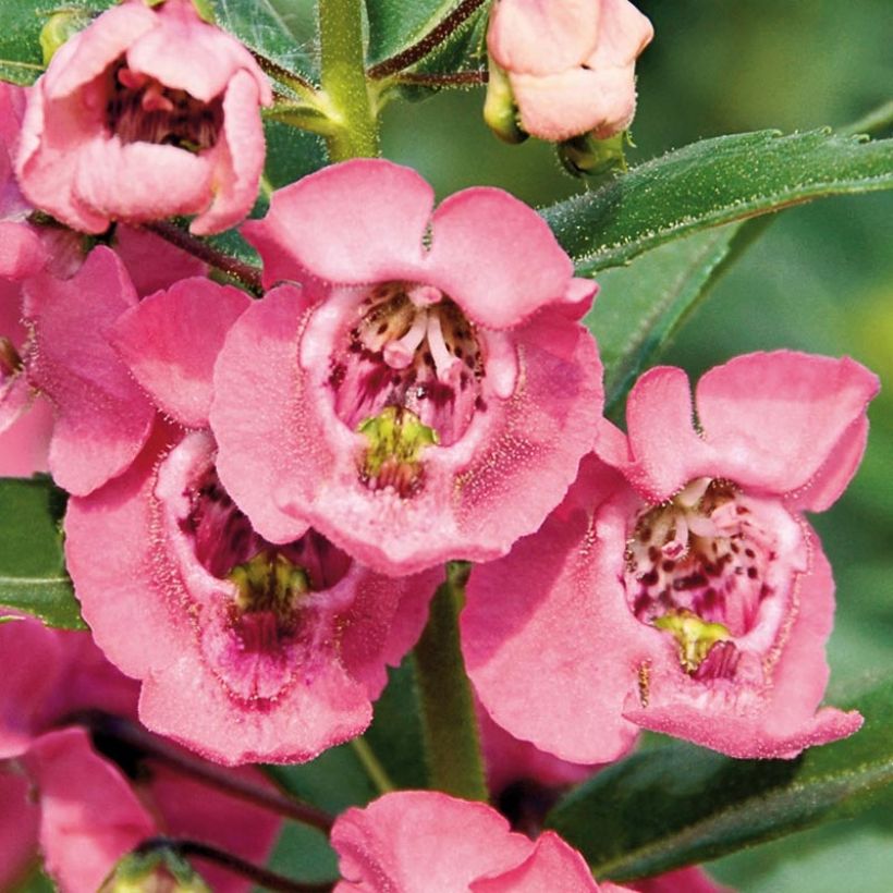 Angelonia angustifolia Angelface Pink - Engelsgesicht (Blüte)