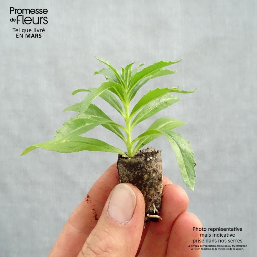 Exemplar von Angelonia angustifolia Archangel Dark Purple - Engelsgesicht Mini-Plug Ø 1,5/2,5 cm wie im Frühjahr geliefert