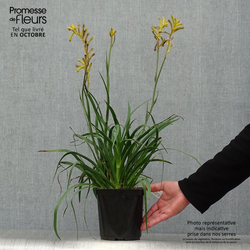 Exemplar von Anigozanthos flavidus Bush Bonanza - Känguruhblume Topf mit 2L/3L wie im Herbst geliefert