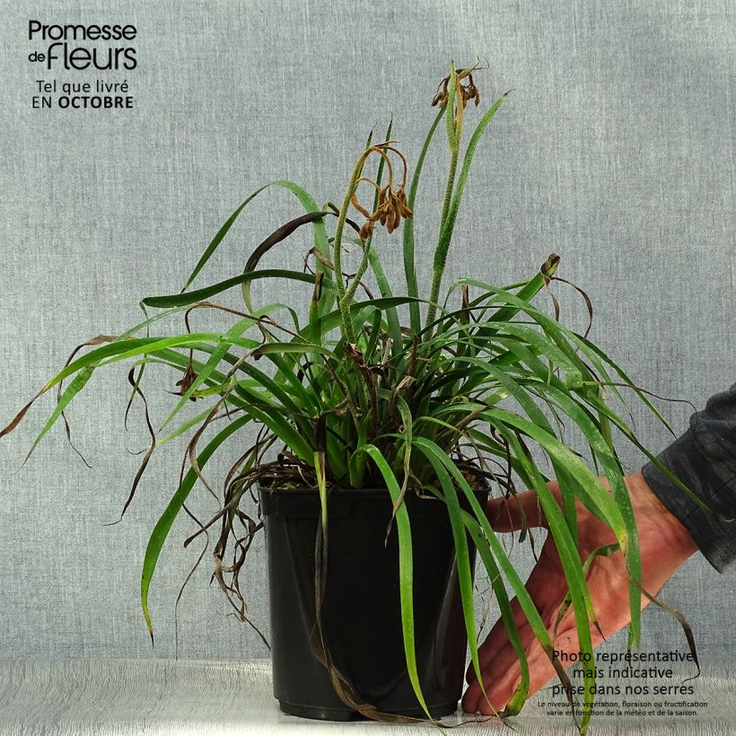 Exemplar von Anigozanthos flavidus Bush Inferno - Känguruhblume Topf mit 3L/4L wie im Herbst geliefert
