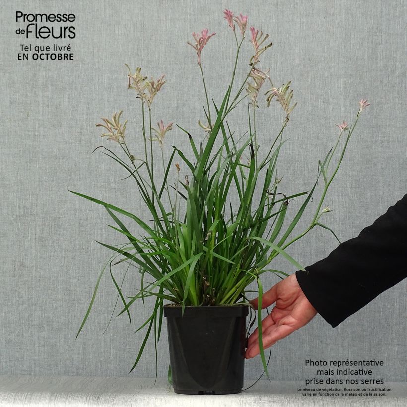 Exemplar von Anigozanthos flavidus Bush Pearl - Känguruhblume Topf mit 2L/3L wie im Herbst geliefert