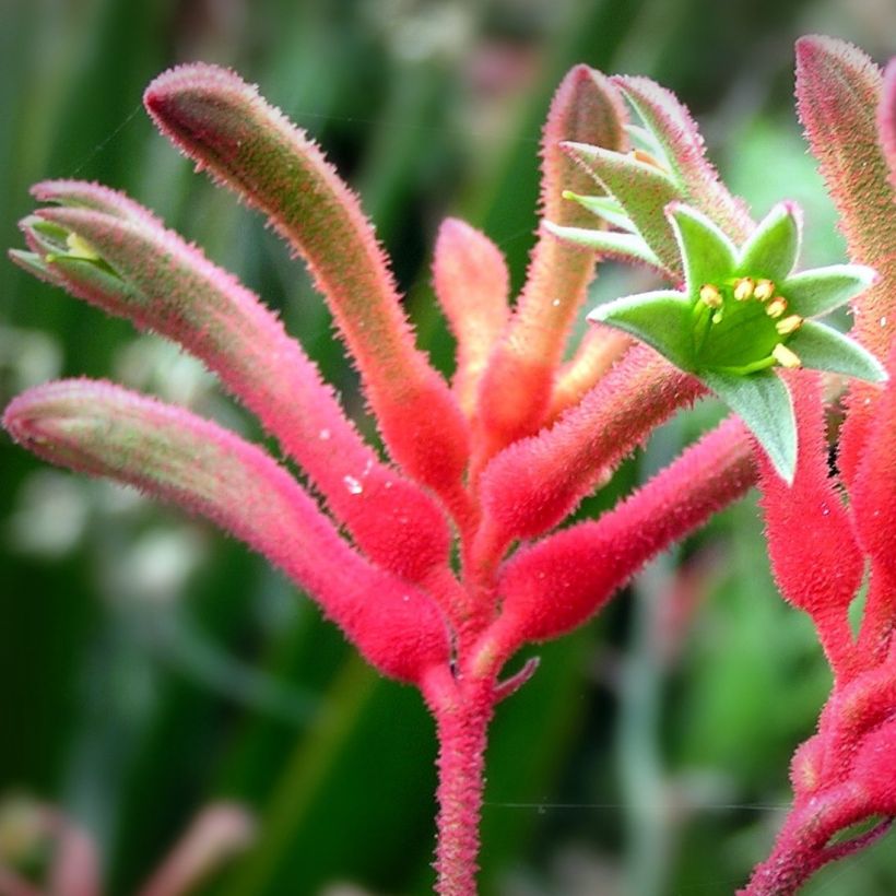 Anigozanthos flavidus - Känguruhblume (Blüte)