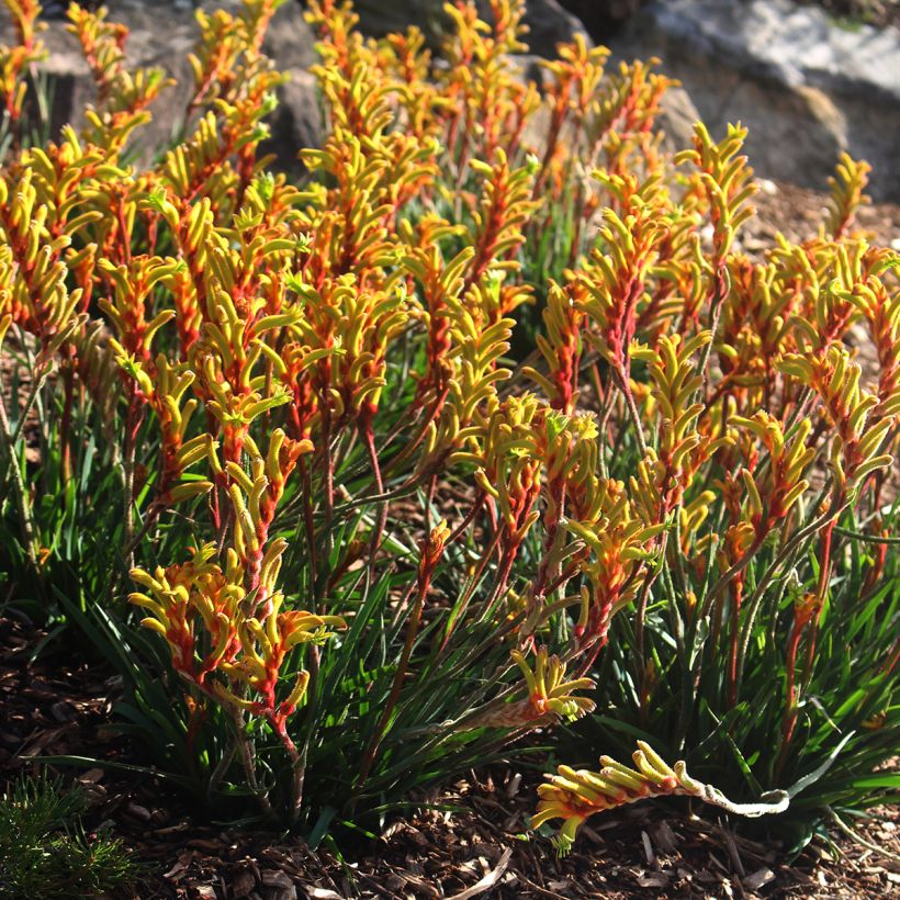 Anigozanthos flavidus - Känguruhblume (Hafen)