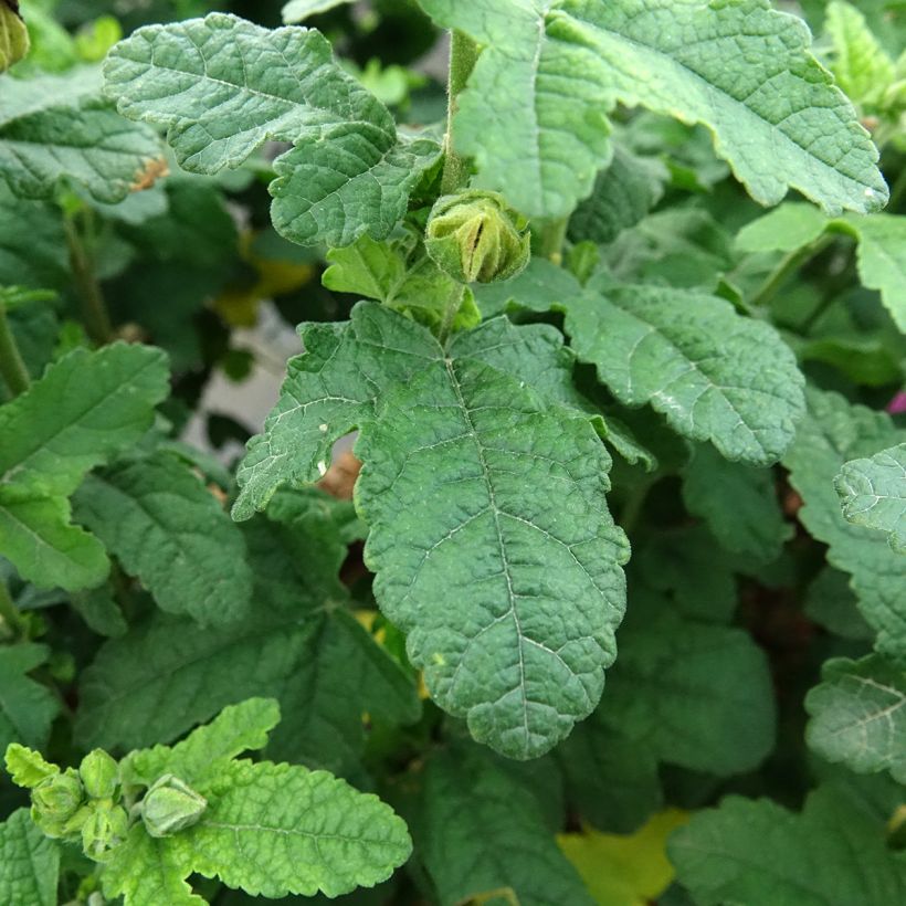 Anisodontea Cotton Candy Pink (Laub)