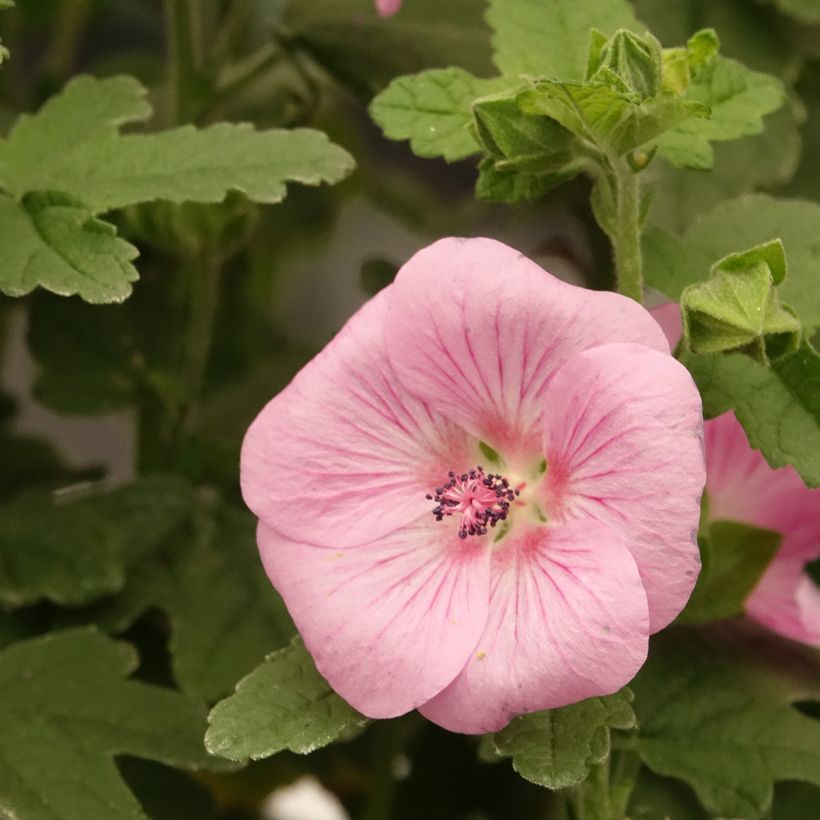 Anisodontea Cotton Candy Pink (Blüte)