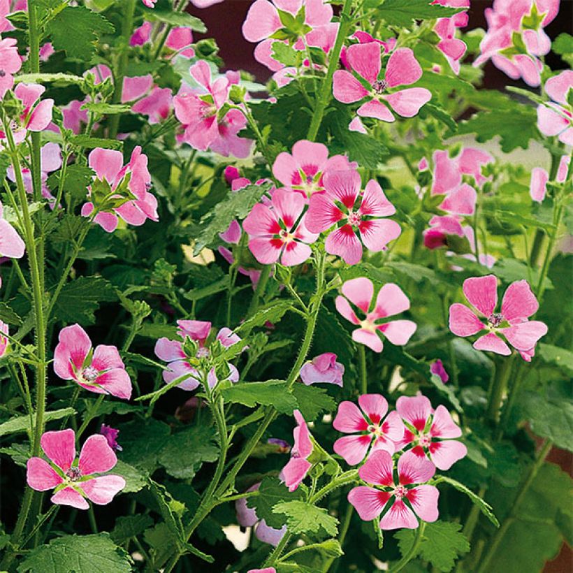 Anisodontea Lady in Pink - Anisodontea (Blüte)