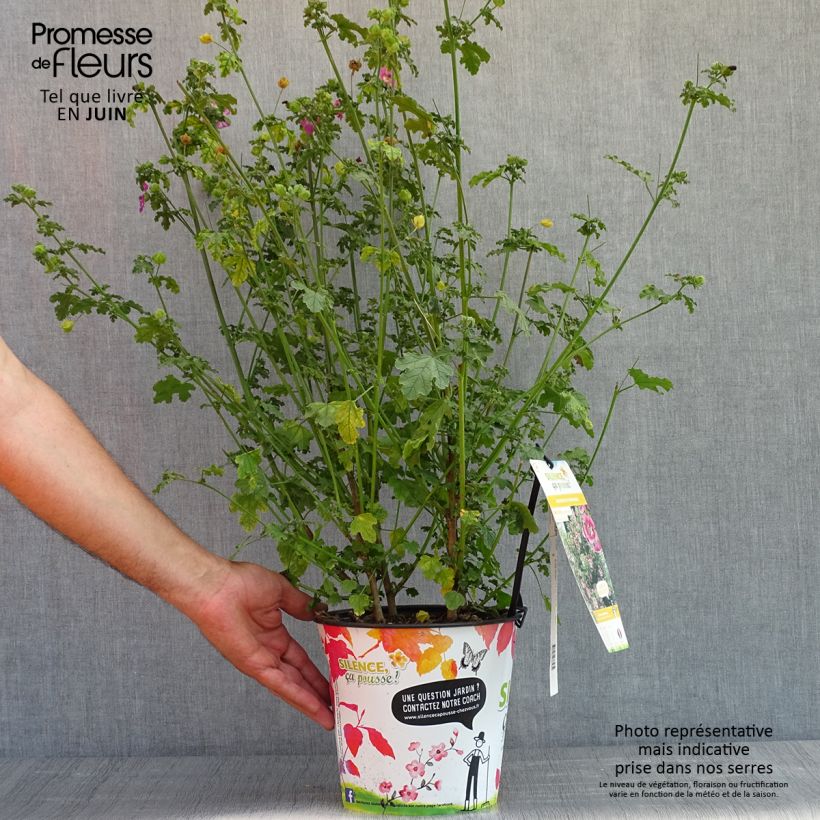 Exemplar von Anisodontea capensis El Rayo - Anisodontea Topf mit 3L/4L wie im Frühjahr geliefert