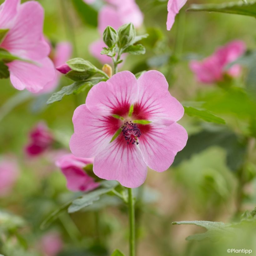 Anisodontea Carnival Lights Gala (Blüte)