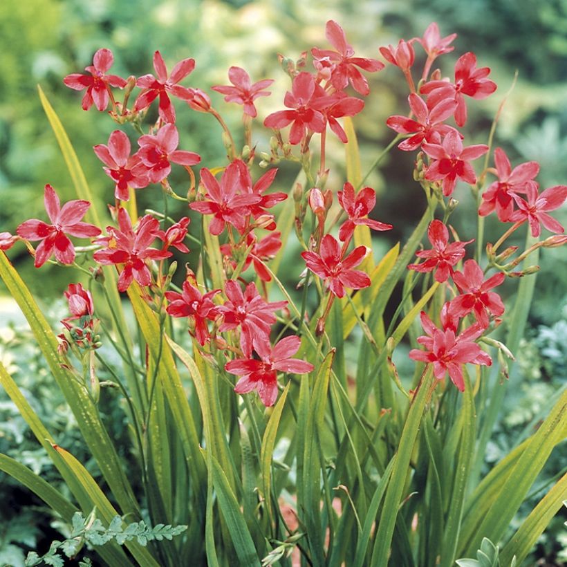 Anomatheca laxa - Scheiniris (Hafen)